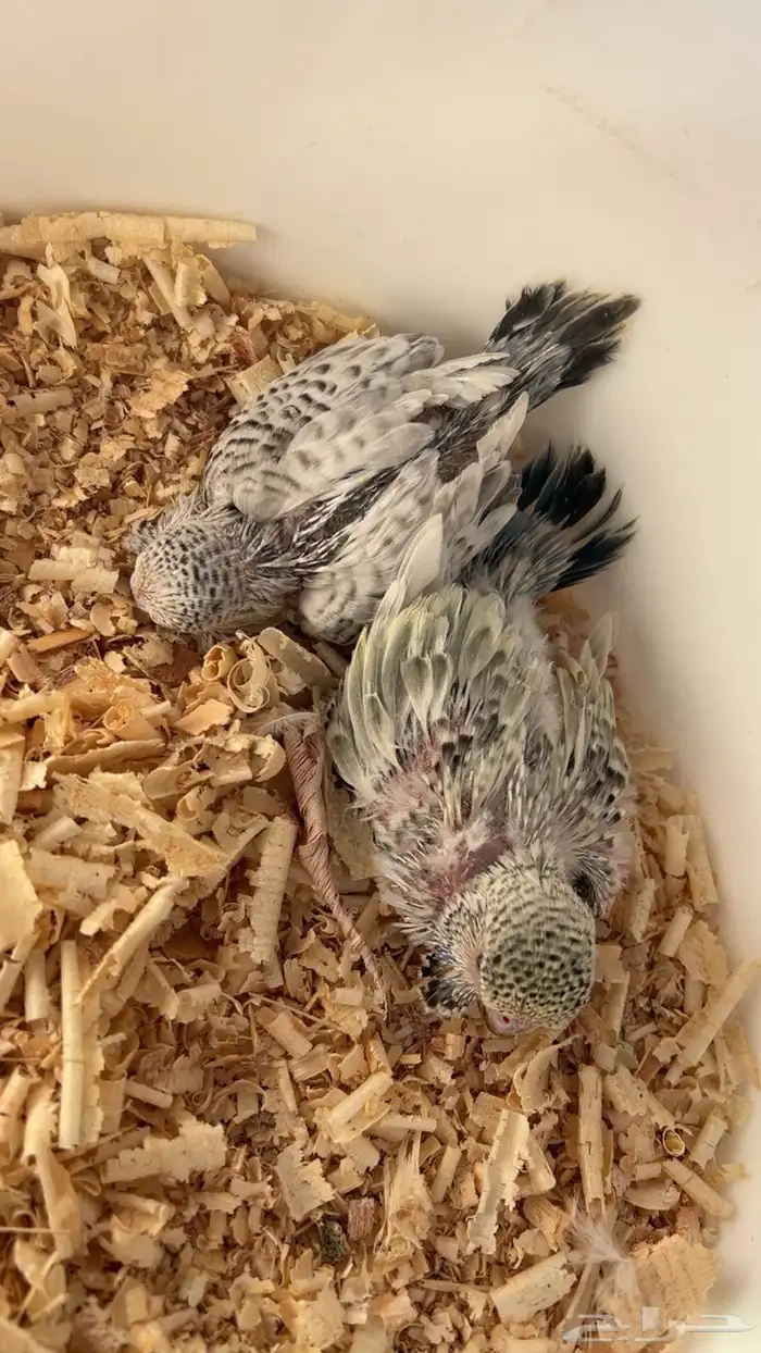 للبيع فرخين باجي للبيع 1