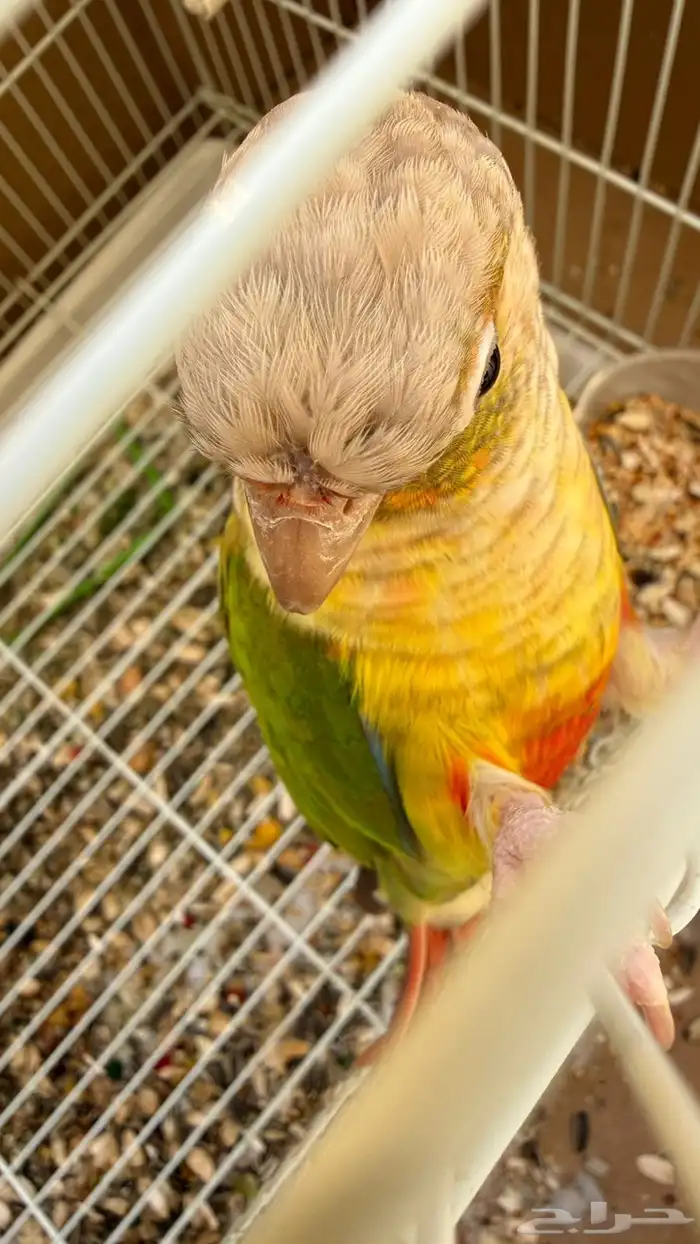 كنيور أناناس للبيع 4