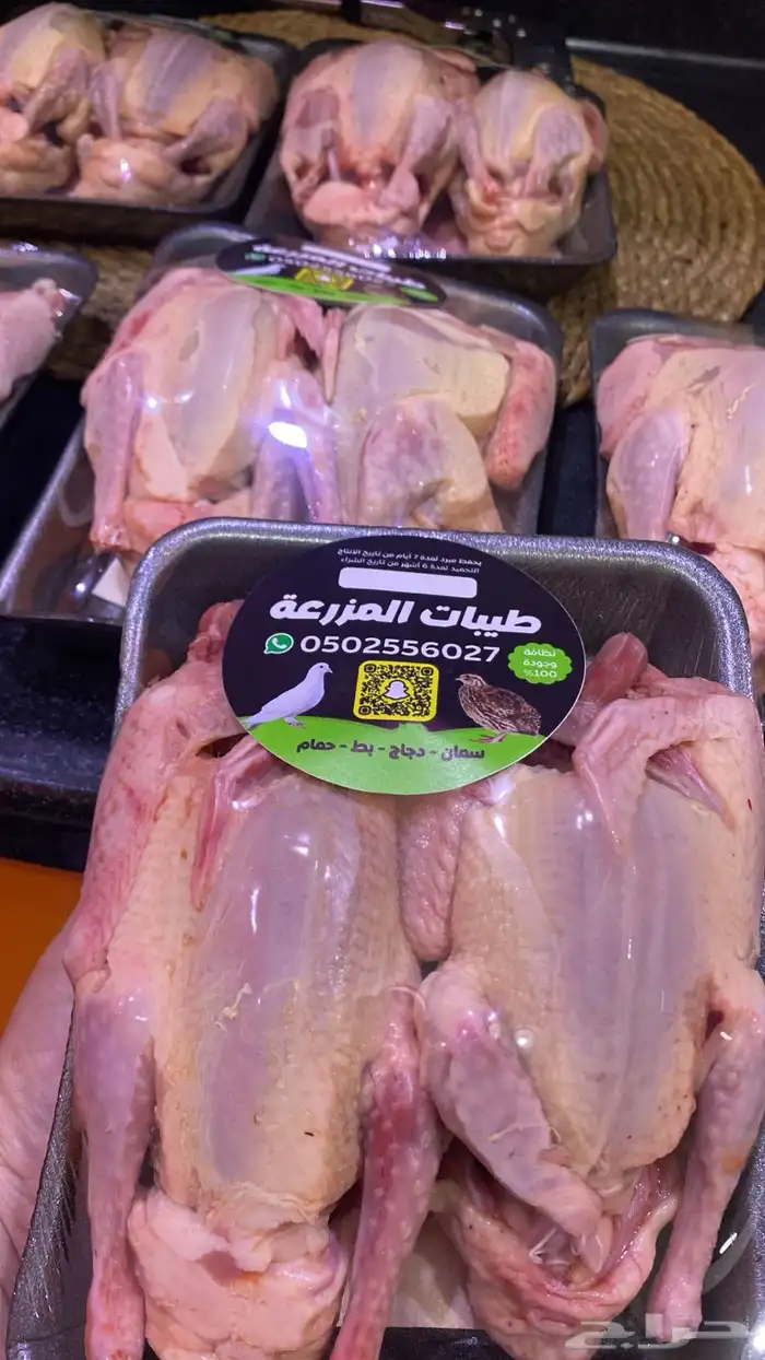 زغاليل وفروخ حمام فرنسي 1