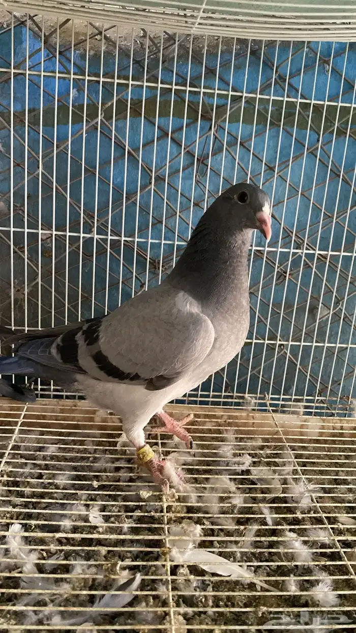 حمام زاجل سباق 0