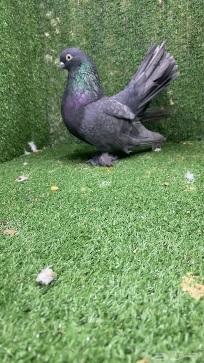 رستوف كرنقو فحل اندنيشين 1