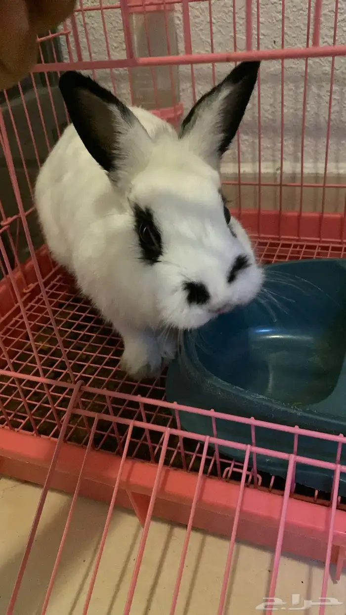 ارنب للبيع 0