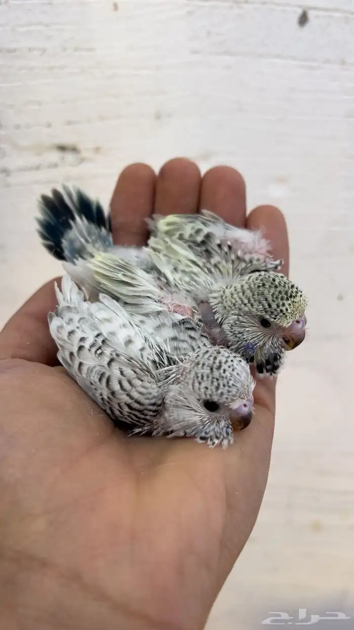 للبيع فرخين باجي للبيع 0