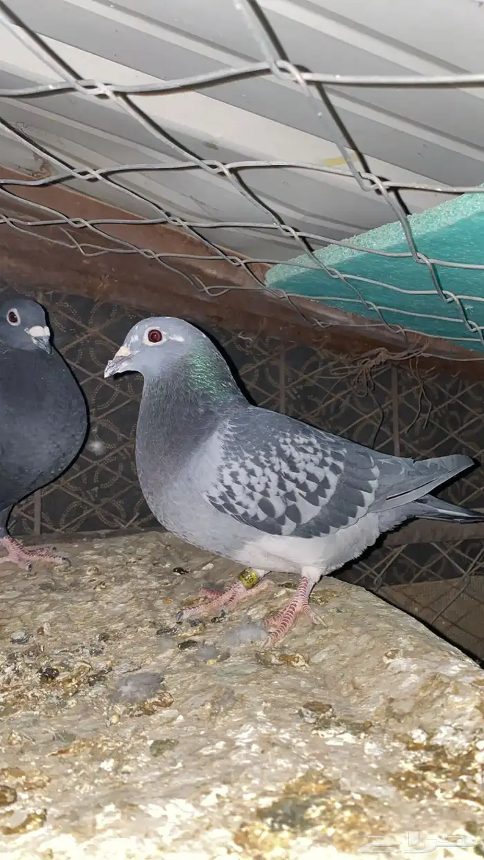 حمام زاجل سباق 3