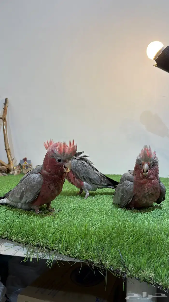 فروخ قالا نهايه غرر 1