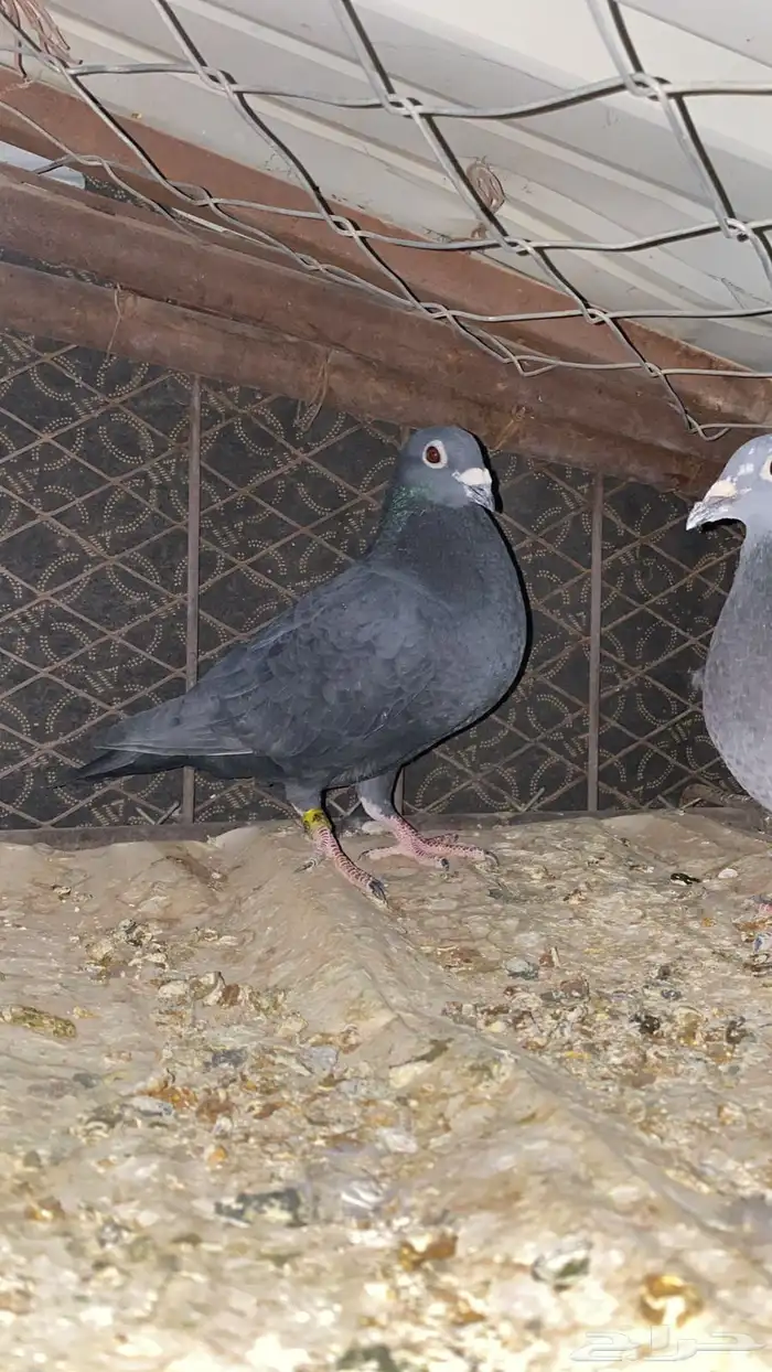 حمام زاجل سباق 2