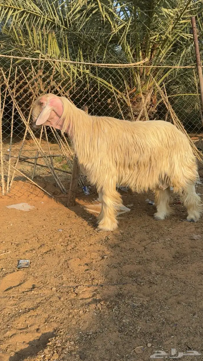 خروف فحل عيسي للبيع 1