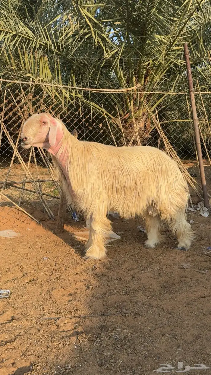 خروف فحل عيسي للبيع 3