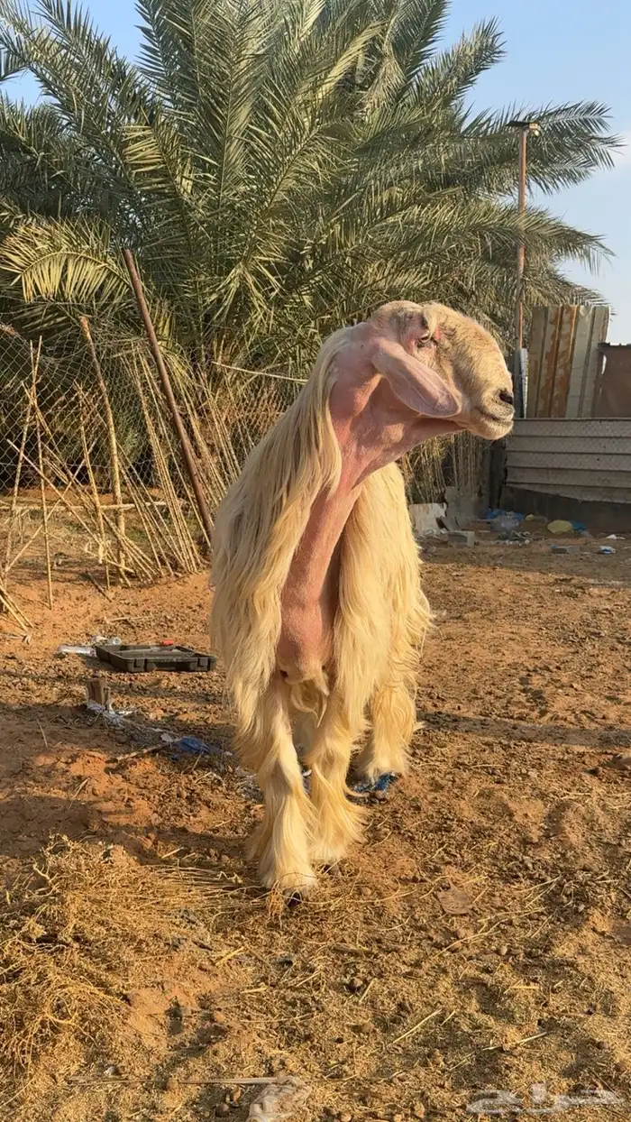 خروف فحل عيسي للبيع 2