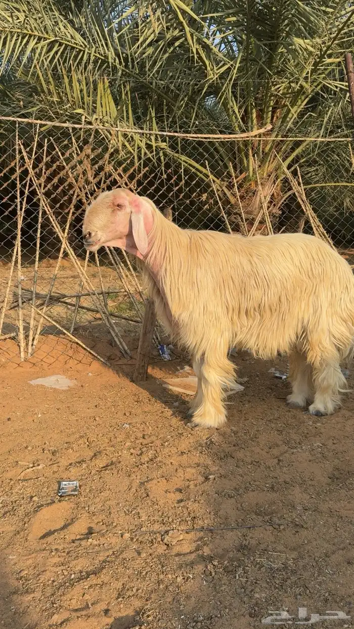 خروف فحل عيسي للبيع 4