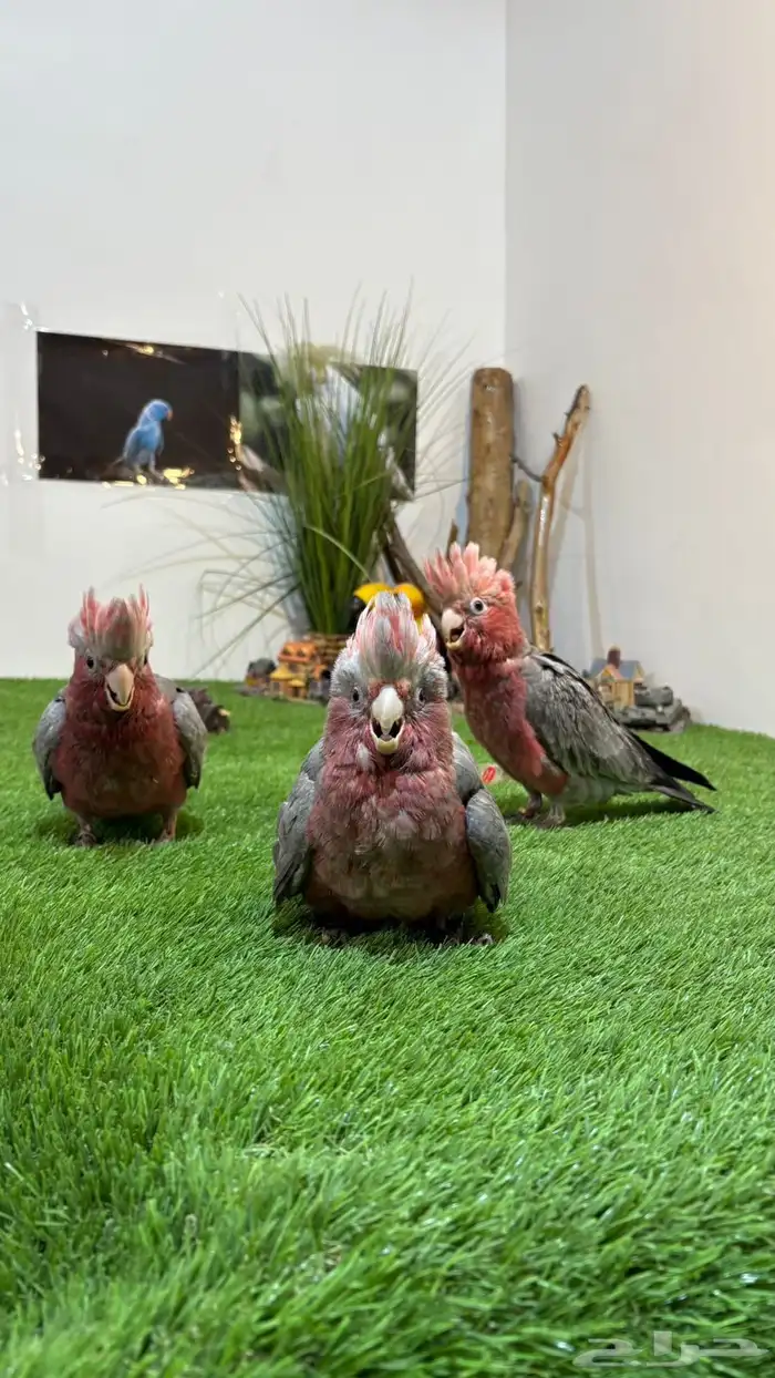 فروخ قالا نهايه غرر 0