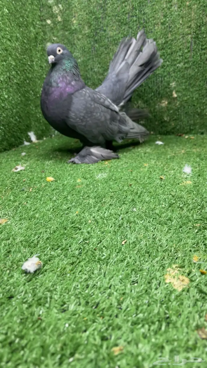 رستوف كرنقو فحل اندنيشين 0