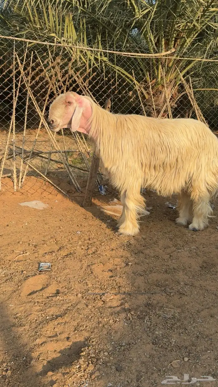 خروف فحل عيسي للبيع 5