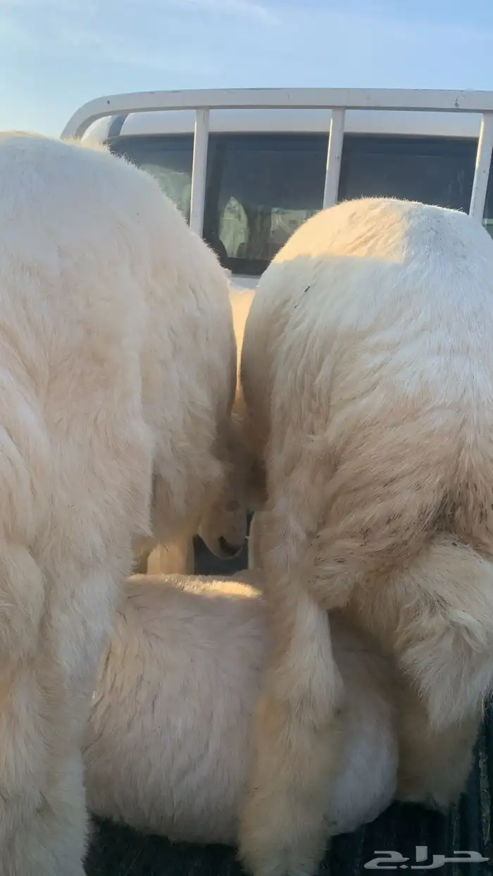 ذبايح طيبه 2