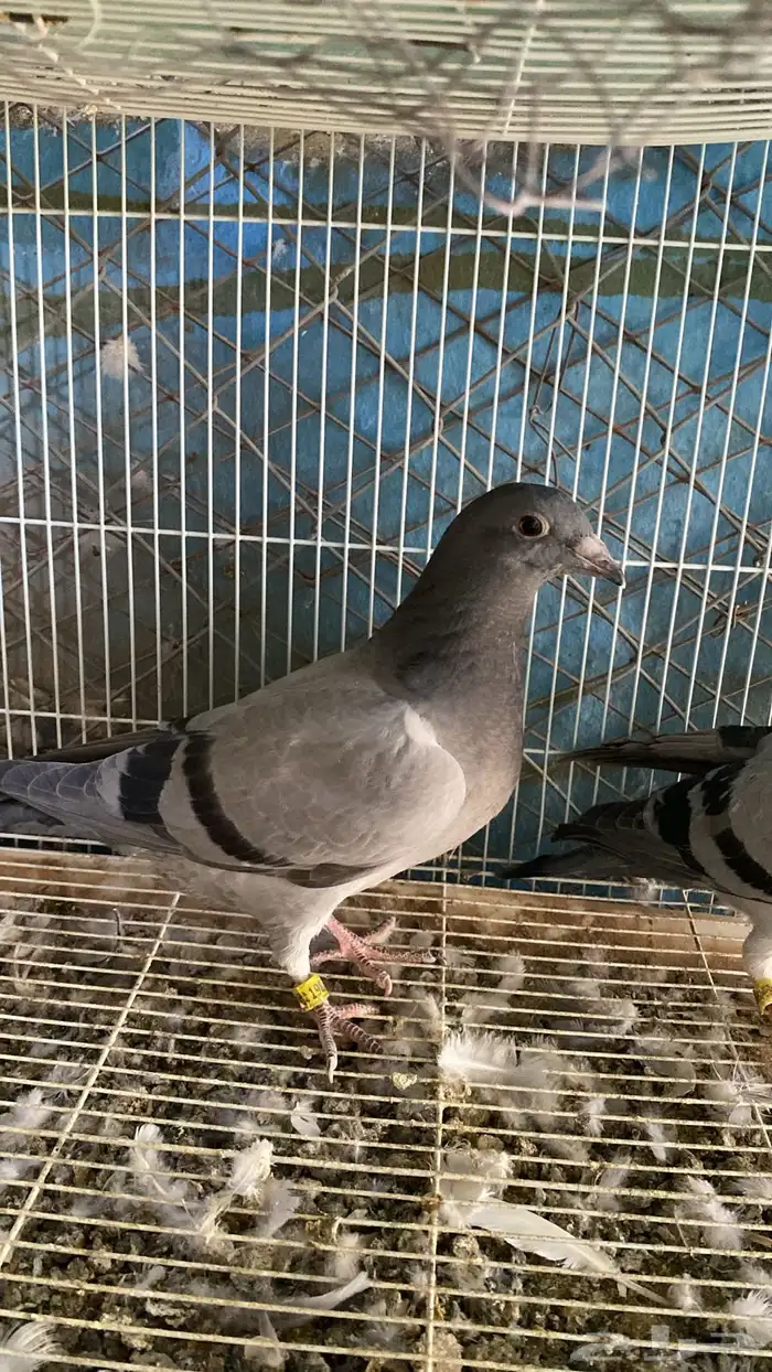 حمام زاجل سباق 1