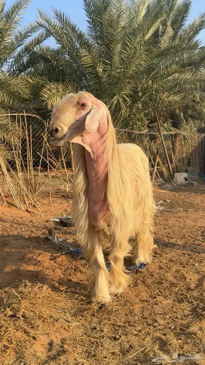 خروف فحل عيسي للبيع 0