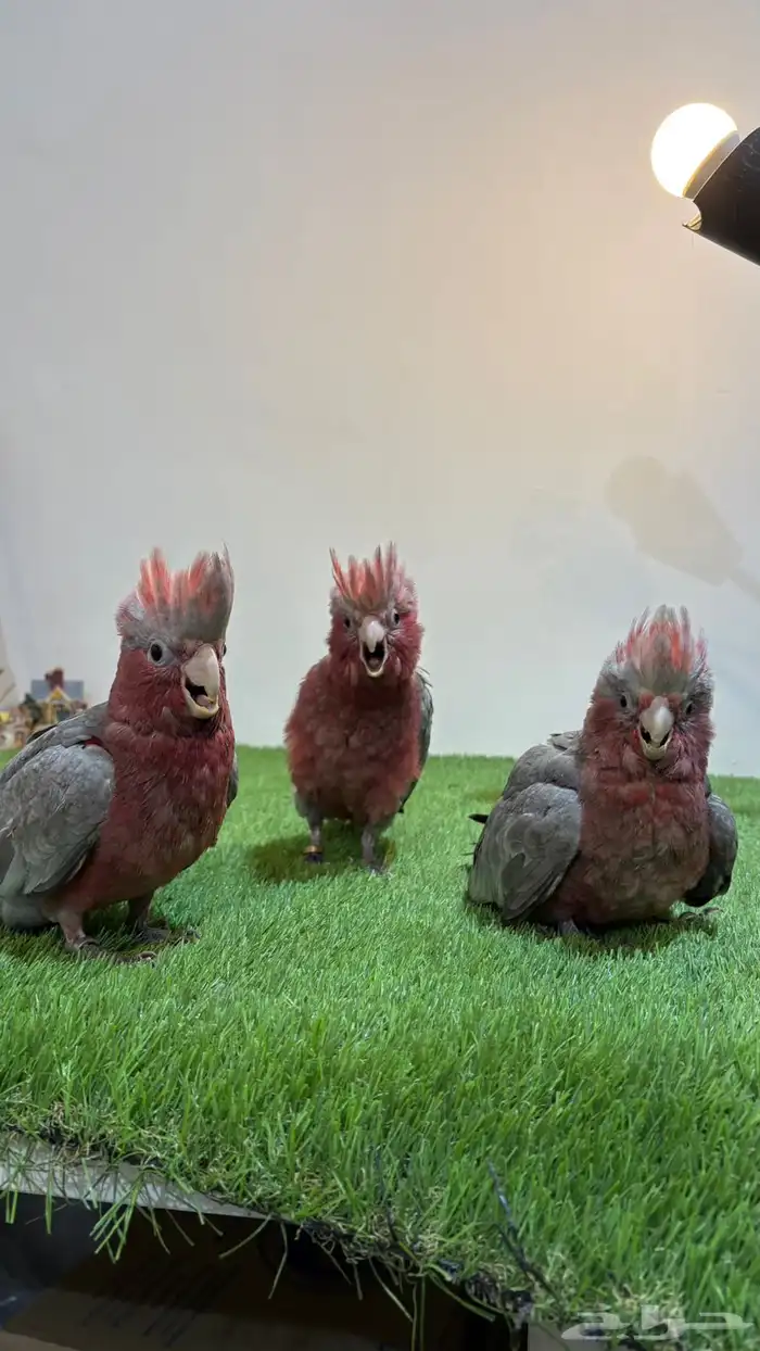 فروخ قالا نهايه غرر 2