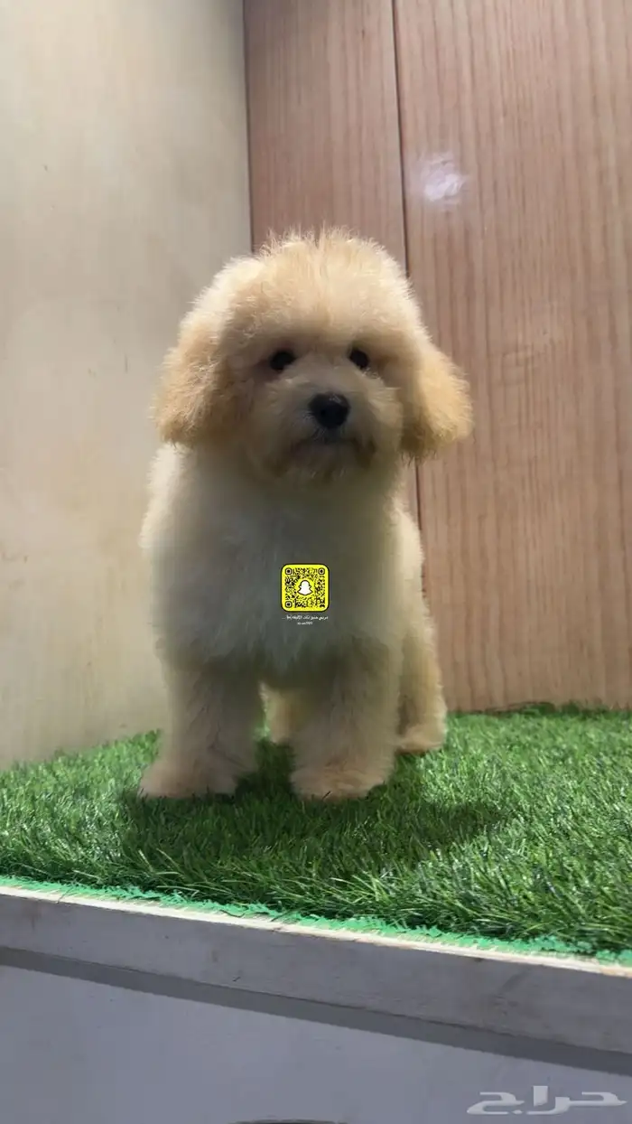 جراء توي بودل اناث 1