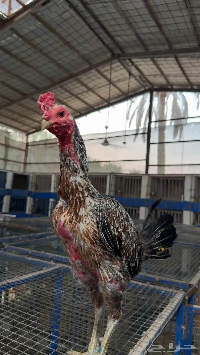 ديك تايلندي بورمي 0