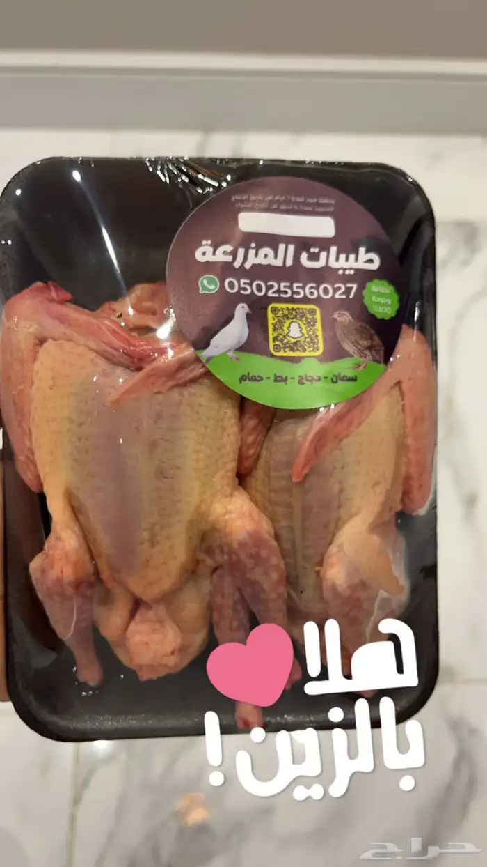 زغاليل وفروخ حمام فرنسي 4