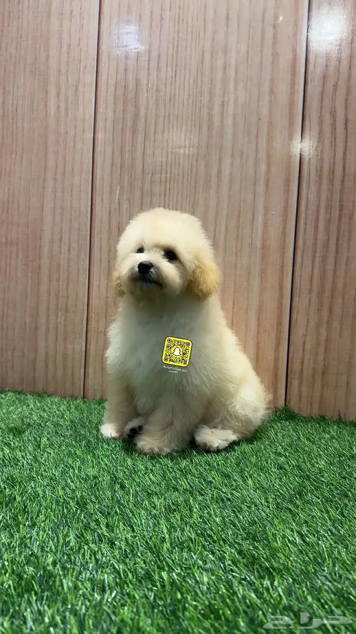 جراء توي بودل اناث 0