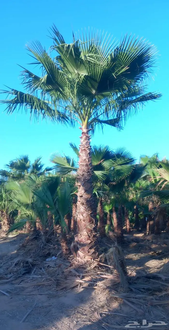 نخل واشنطني 1