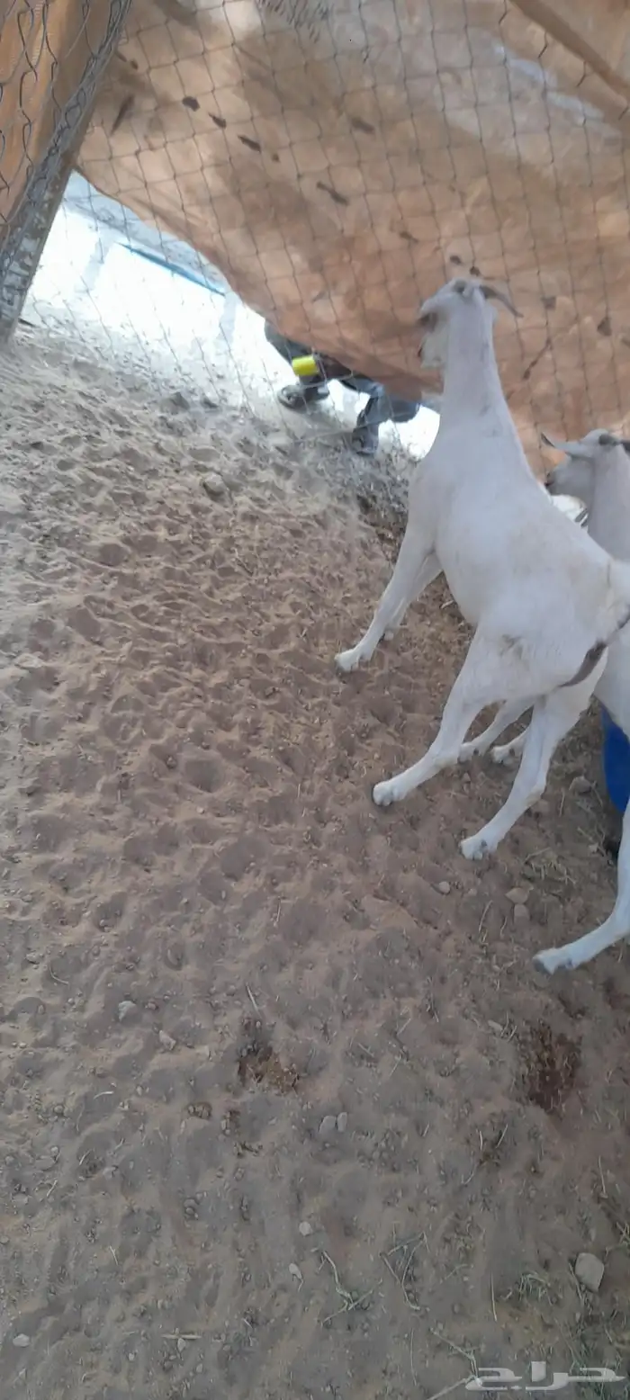 تيس بيشي مخصي 4