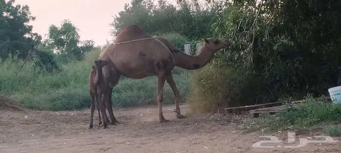 ابو عريش قرية الأسامله 0