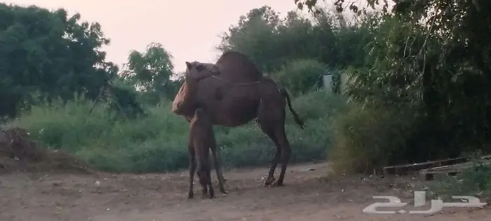 ابو عريش قرية الأسامله 1