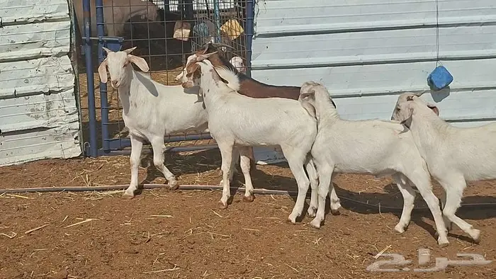 تيوس جنوبيه ذبايح 4