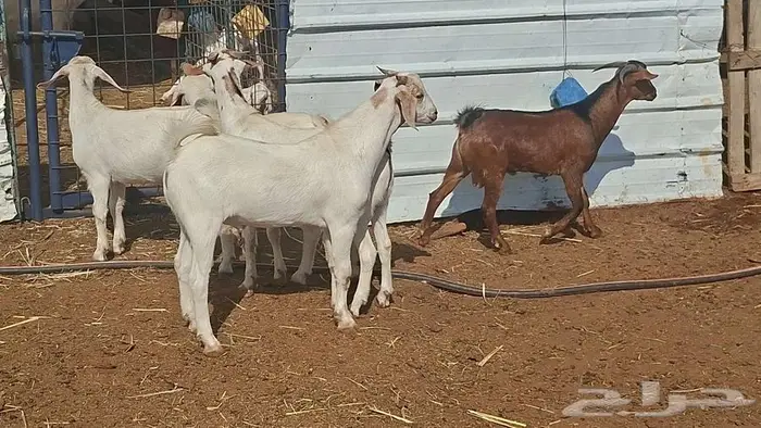 تيوس جنوبيه ذبايح 0