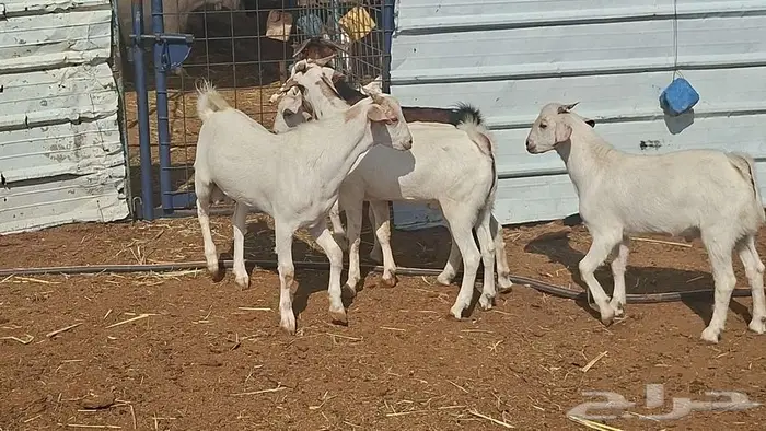 تيوس جنوبيه ذبايح 2