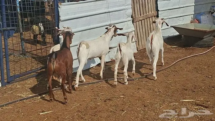 تيوس جنوبيه ذبايح 5