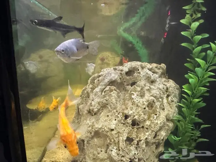 للبيع عدد (9) اسماك (بحاله ممتازه ) سمك فقط وليس الحوض 0