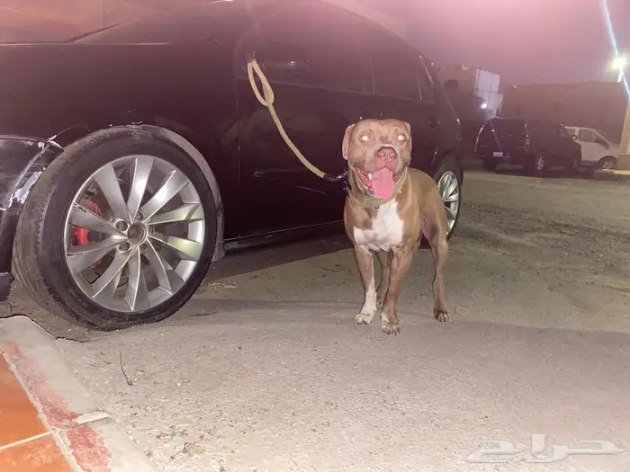 Pitbull red nose for sale 3