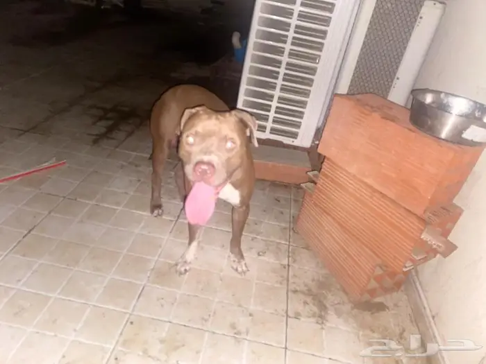 Pitbull red nose for sale 1