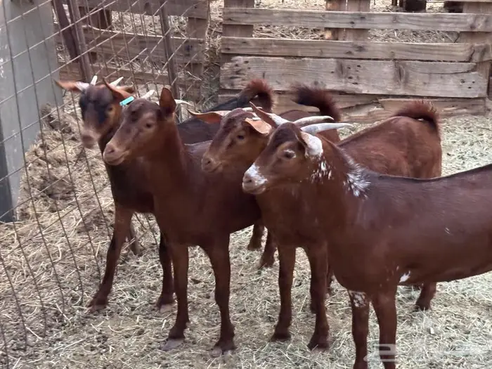 جفار محايلية طيبة 0