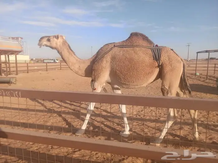 ابل وادي الدواسر 1