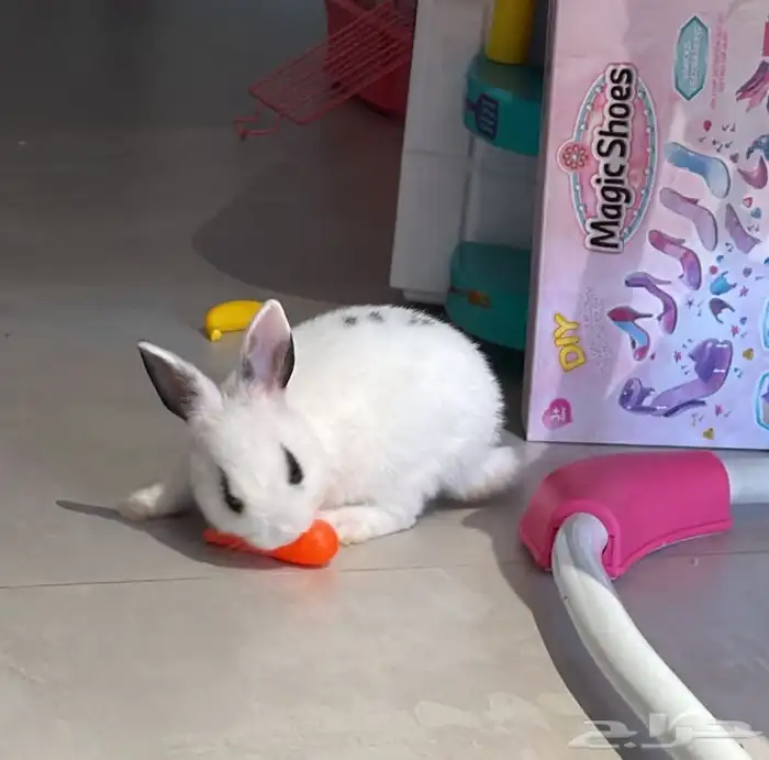 ارانب منزلية 0