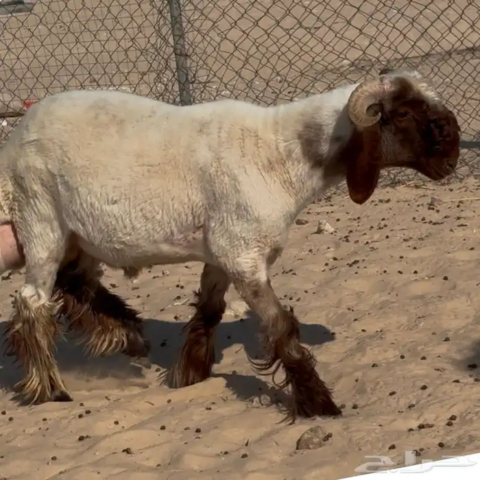 خروف فحل جذع صنف 0