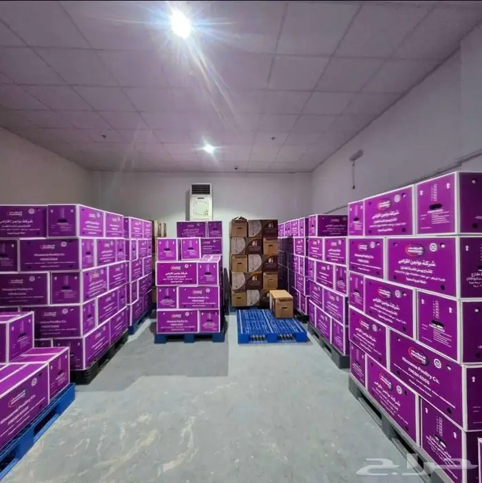 Any kind of Egg. بيض جملة 1