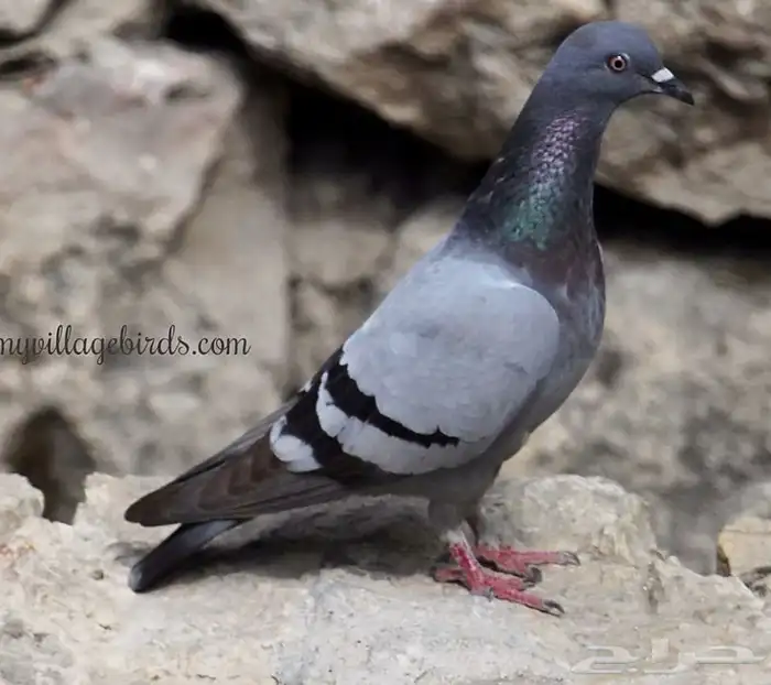 حمام سوادي للبيع الجوز 15طرح يومي حسب الطلب 0