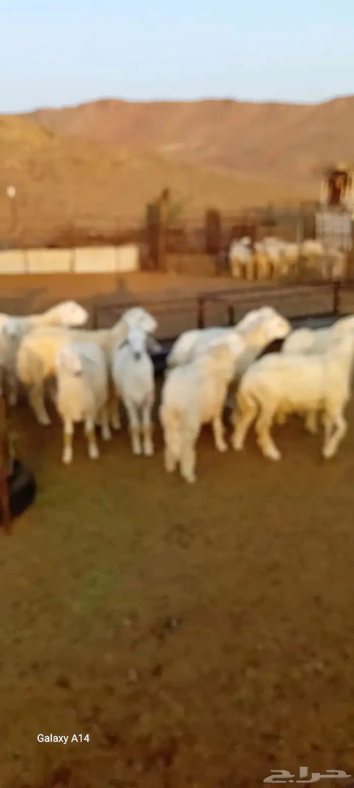 طليان ورخال حري 5