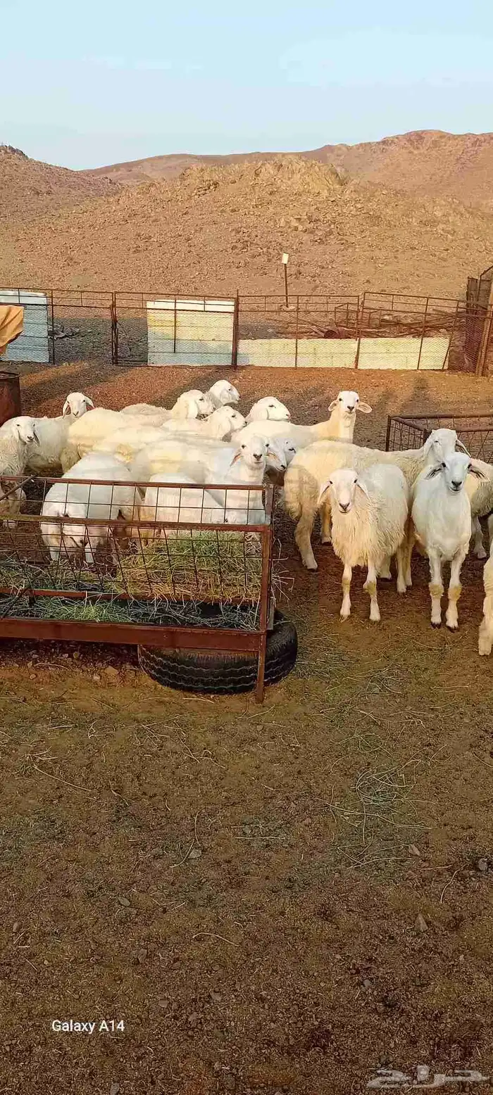 طليان ورخال حري 4