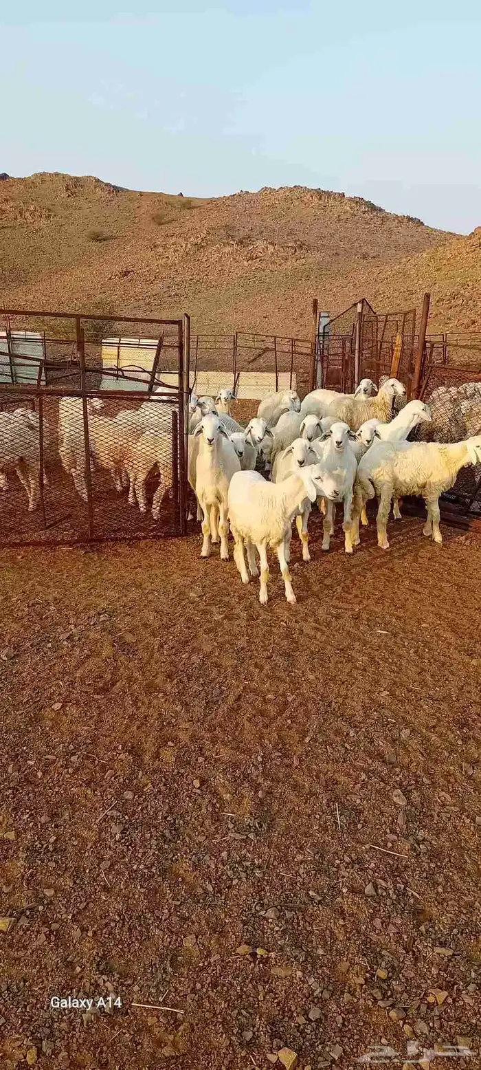 طليان ورخال حري 0