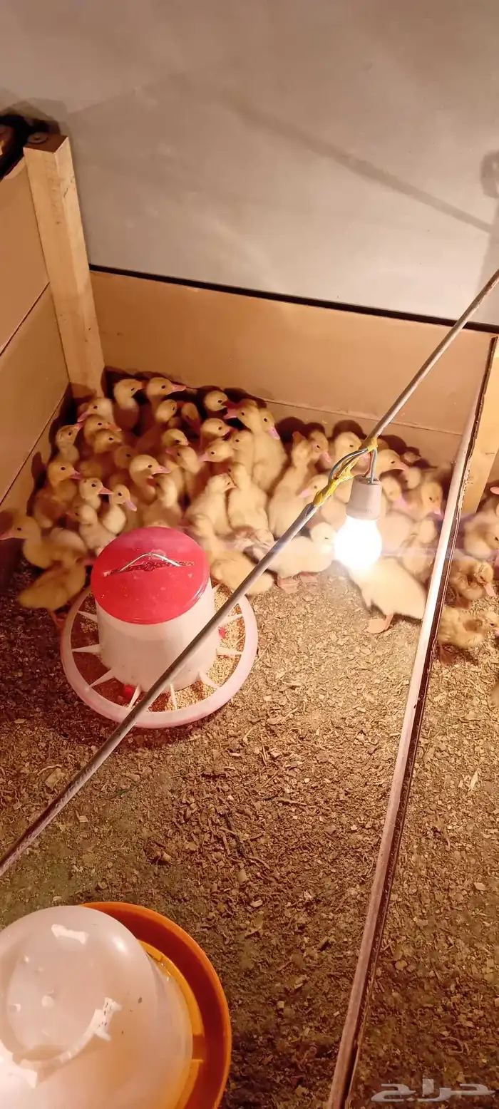 بط بكيني صوص دجاج 1