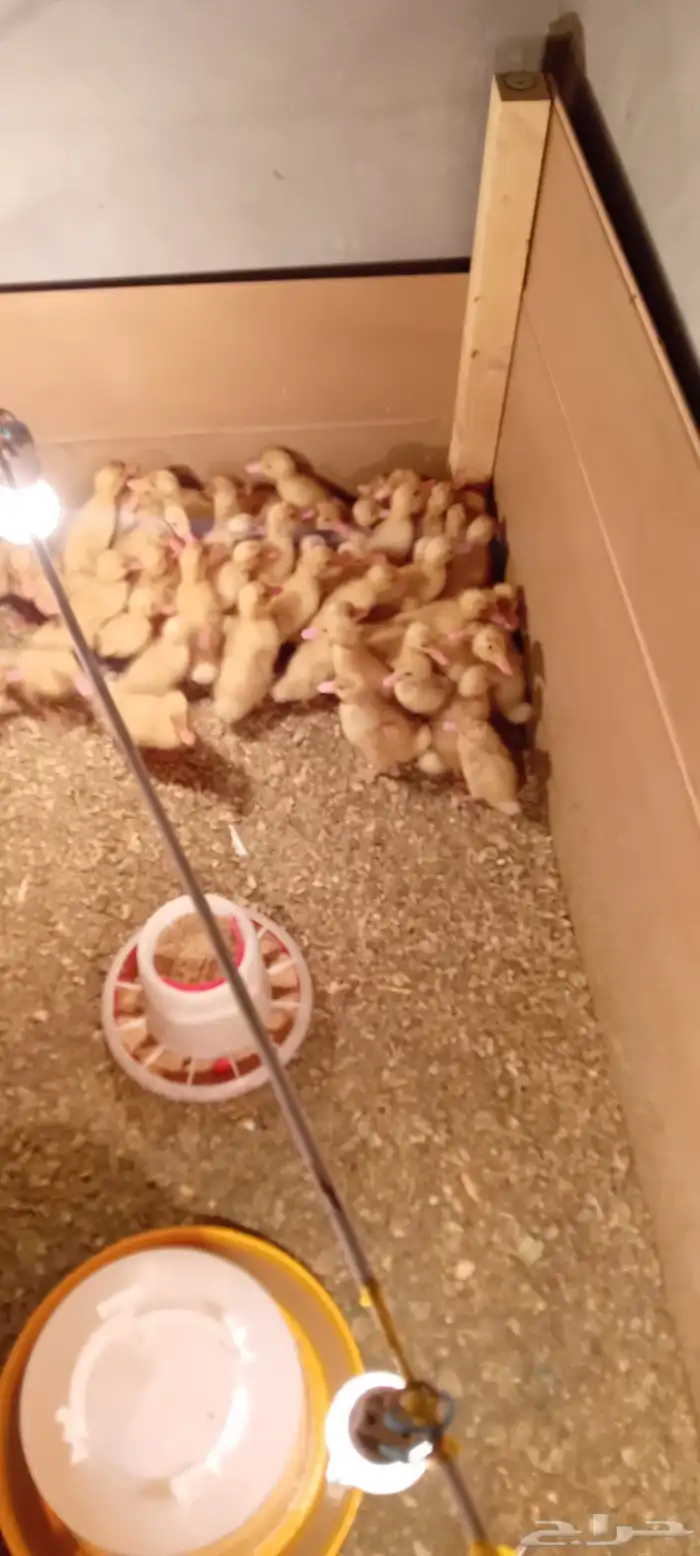 بط بكيني صوص دجاج 0