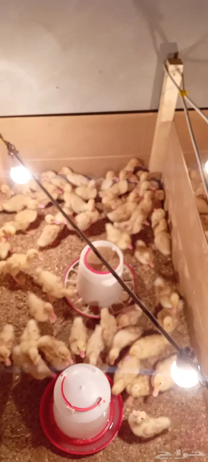 بط بكيني صوص دجاج 2