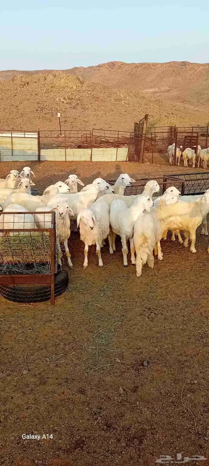 طليان ورخال حري 1