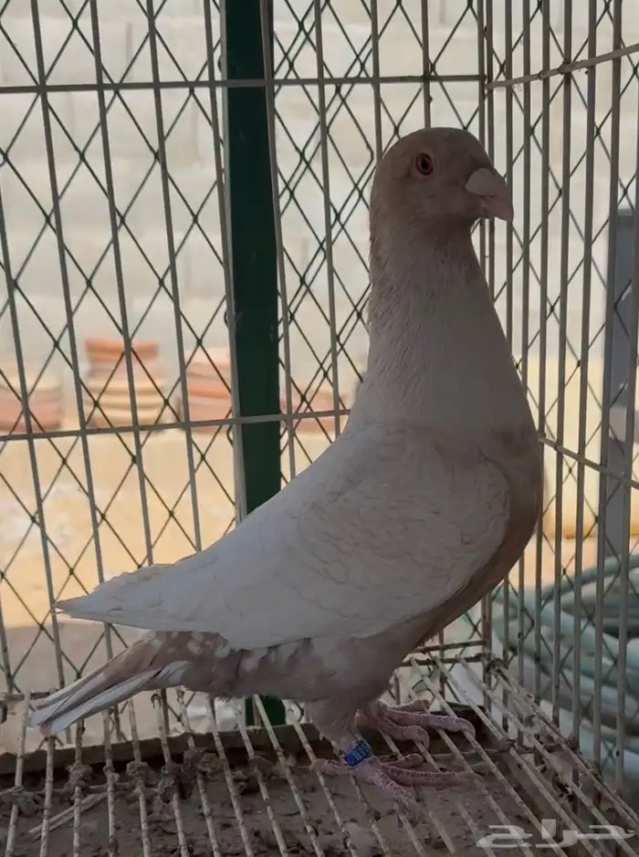 جوزين زاجل فراشه 2